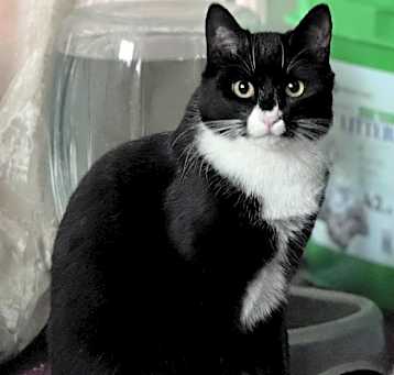 Photo of Tuxie