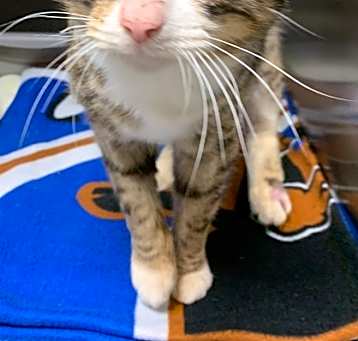 Photo of Snickers