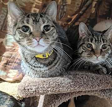 Photo of Simy, Rascal, Twinsy (Trio)