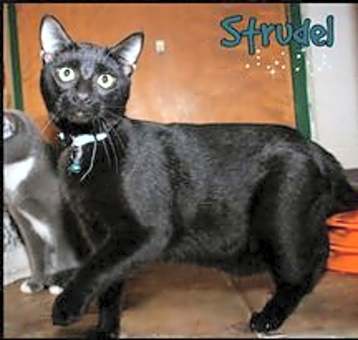 Photo of Strudel