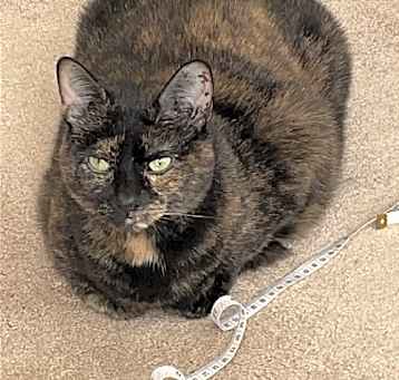 Photo of MAGGIE (COURTESY POST)