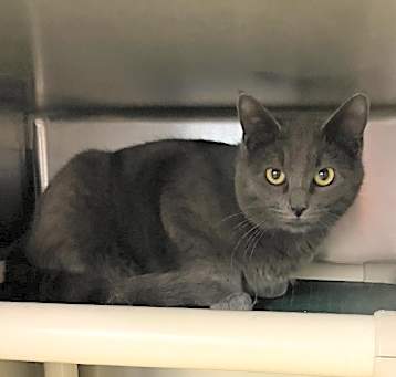 Photo of Artemis
