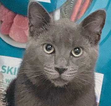 Photo of Micu