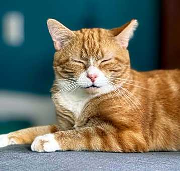 Photo of Dorito