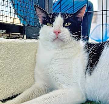 Photo of Silverio