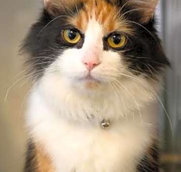 Photo of Cleo