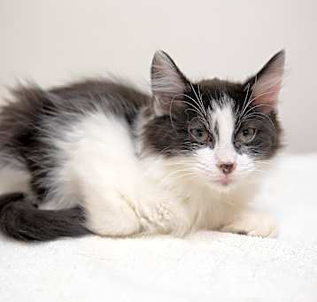 Photo of Tux