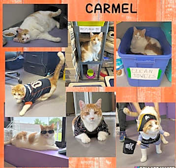 Photo of Carmel (sponsored)