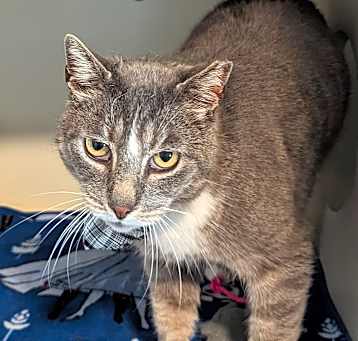 Photo of Scud