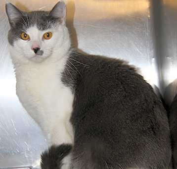 Photo of Coyote (Neutered) Pics 3/24/24