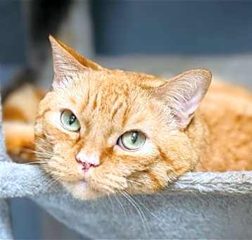 Photo of RUSTY