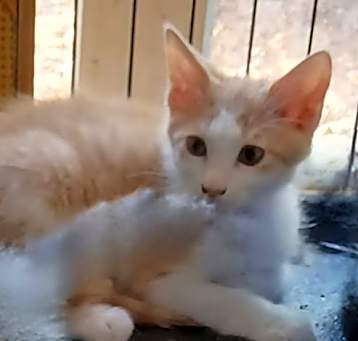 Photo of Kittens-Altamonte Springs Location