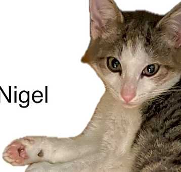 Photo of Nigel