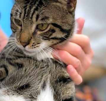 Photo of Dory - Petsmart Plantation