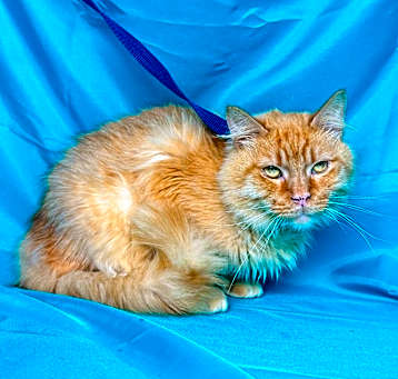 Photo of ORANGE