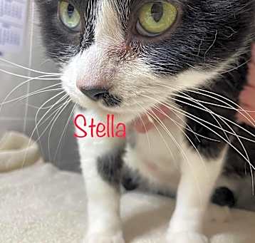 Photo of Stella