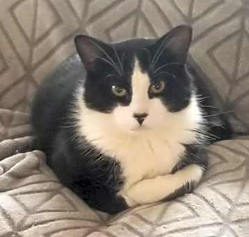 Photo of Fig