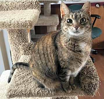 Photo of Penny