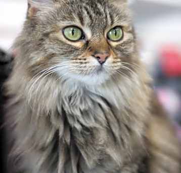 Photo of Mimi