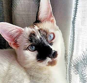 Photo of Cotton