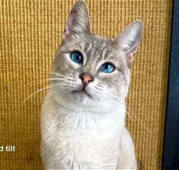 Photo of Merlin