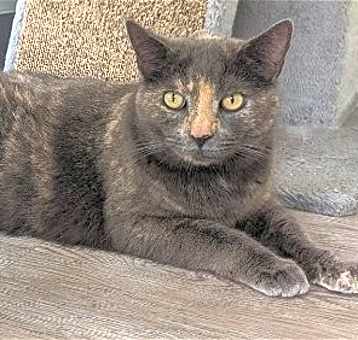 Photo of Nova