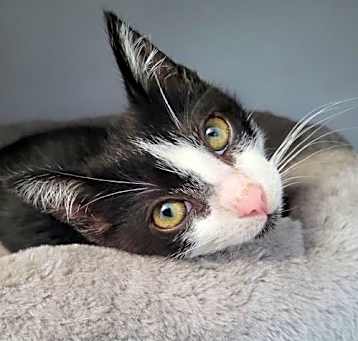 Photo of Pip