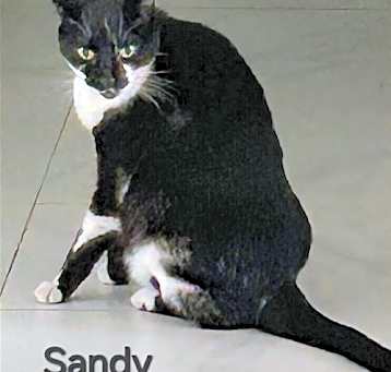 Photo of Sandy