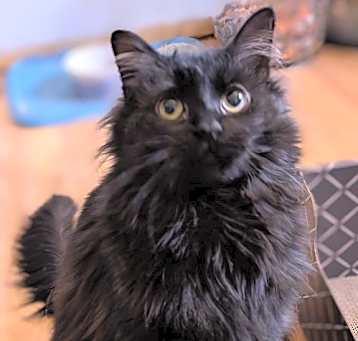 Photo of Whisper