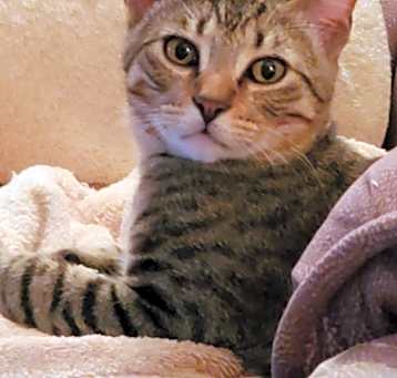 Photo of Oscar