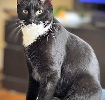 Photo of Holmes