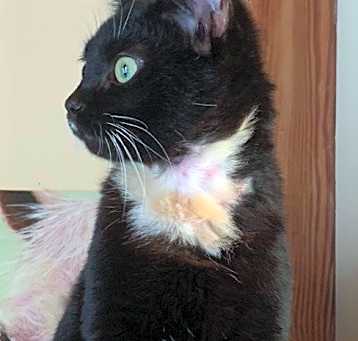Photo of Fancy