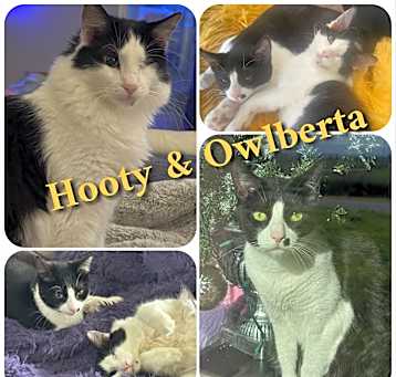 Photo of Hooty & Owlberta