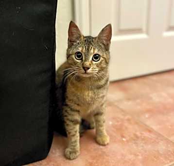 Photo of Moxi