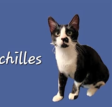 Photo of Achilles #Tuxedo-Boy