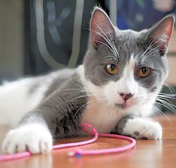 Photo of Socks