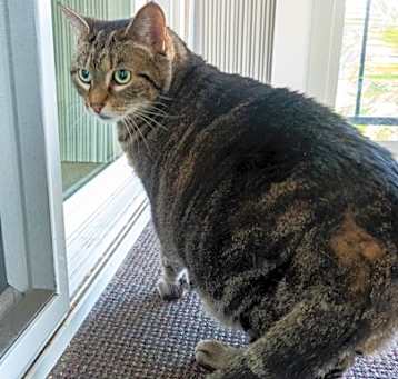 Photo of Max (bonded with Katie)