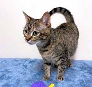 Photo of LOVEY DOVEY LUNA