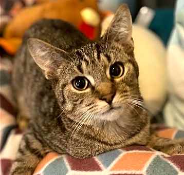 Photo of Tigger