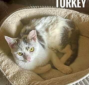 Photo of Turkey