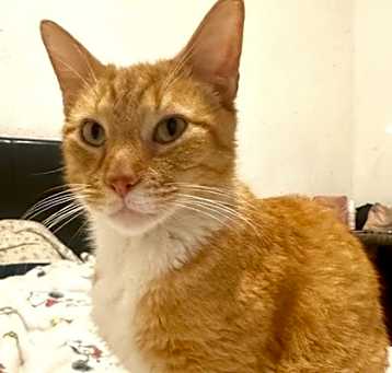 Photo of Carmelo
