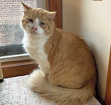 Photo of Rusty