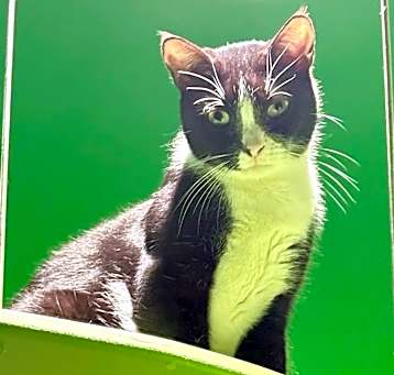 Photo of Zippy