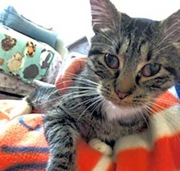 Photo of Hansel