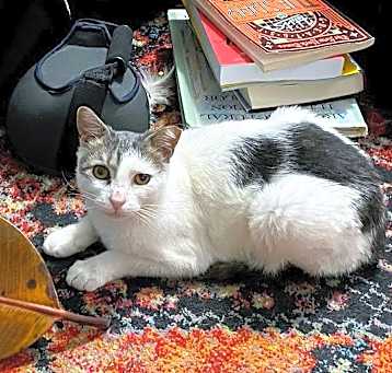 Photo of Pip