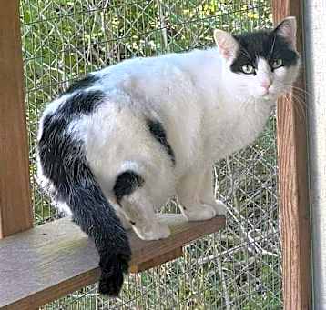 Photo of Paul Bunyan// Barn Cat