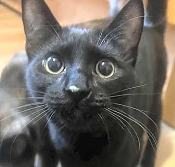 Photo of Clover