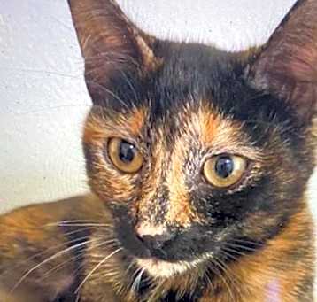 Photo of Sparkle