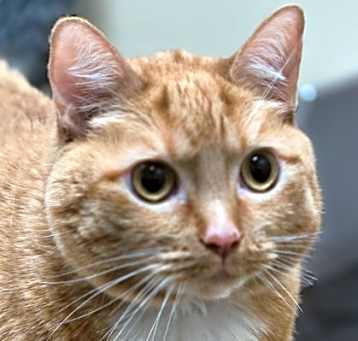 Photo of Peaches