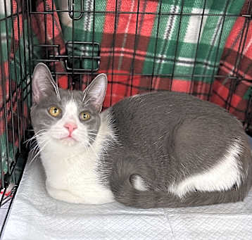 Photo of Anchovy
